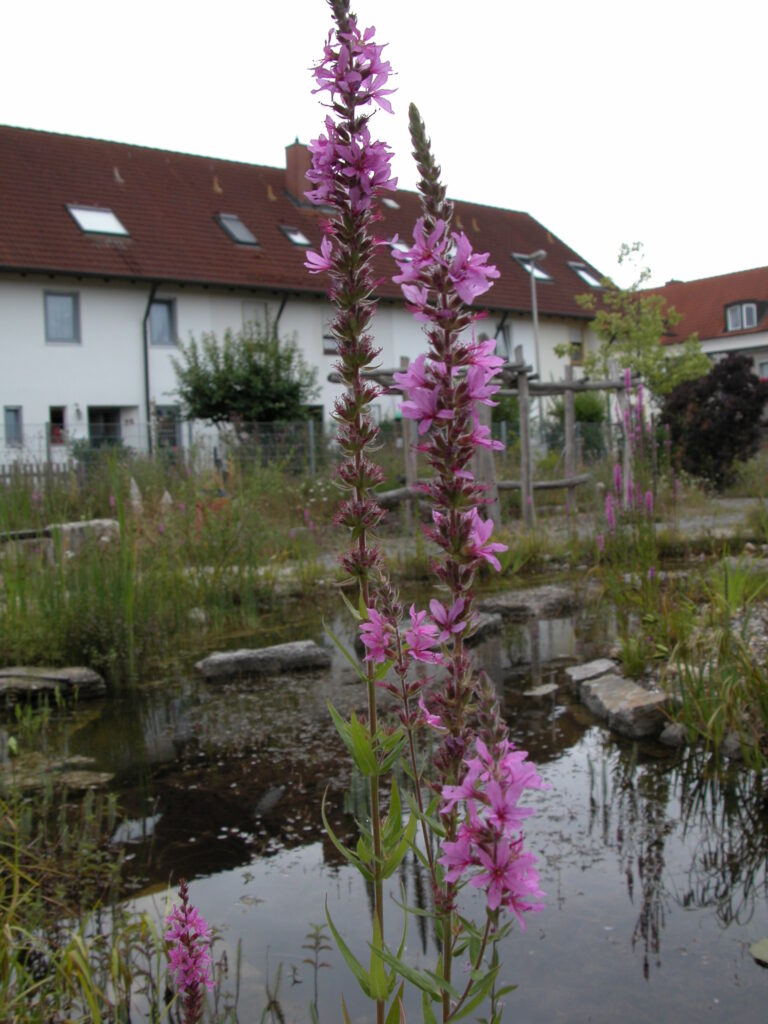 Gewöhnlicher Blutweiderich, im Hintergrund der Teich