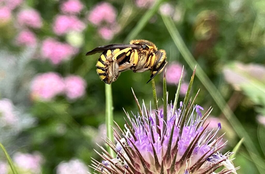 Wollbiene fliegt eine Kratzdistel an