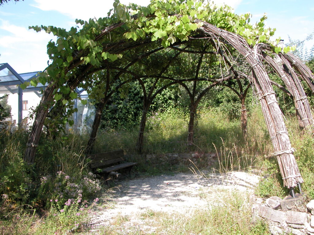 Weidenhaus einer Schule, das mit Wein bewachsen ist